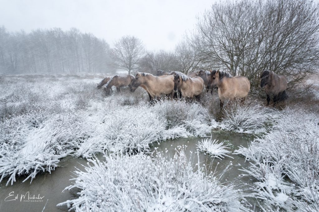 Konikpaarden