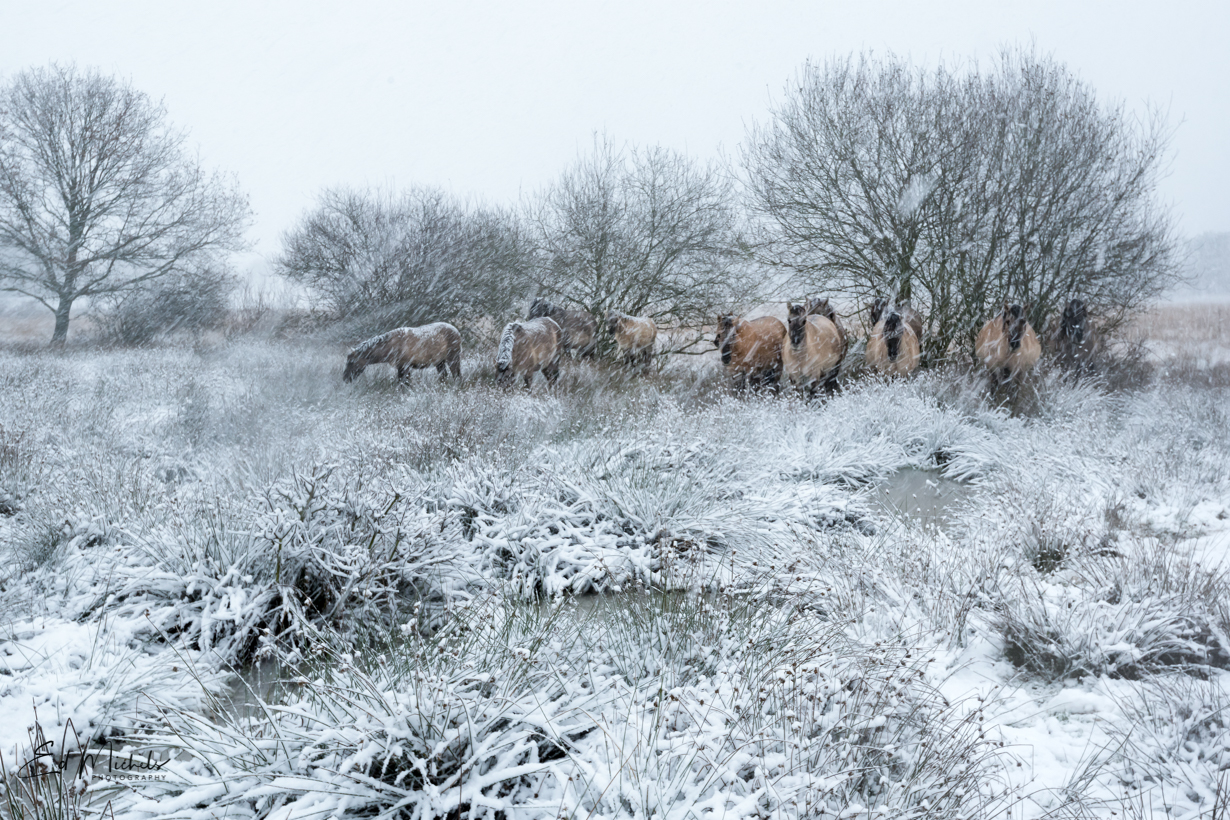 Konikpaarden in sneeuw