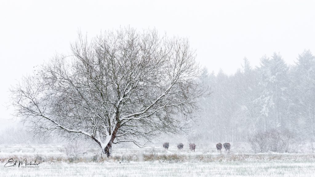 Brandrode stieren in de sneeuw