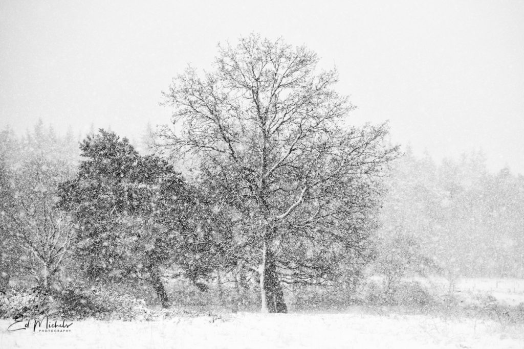 snow_out of focus